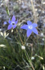 Wahlenbergia luteola