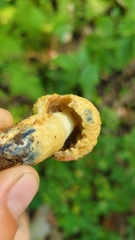 Gyroporus cyanescens