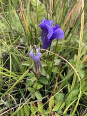 Gentianopsis thermalis