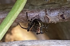 Alpaida gallardoi