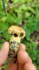 Gyroporus cyanescens