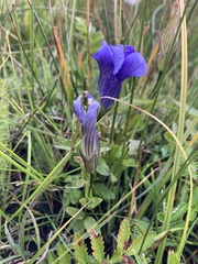 Gentianopsis thermalis