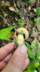 Gyroporus cyanescens