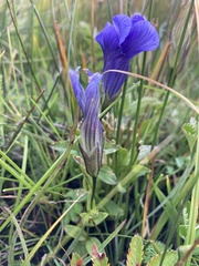 Gentianopsis thermalis