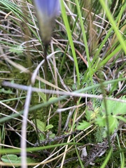 Gentianopsis thermalis