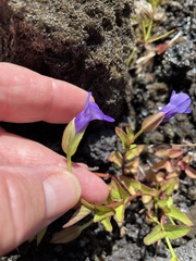 Torenia asiatica