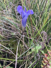 Gentianopsis thermalis