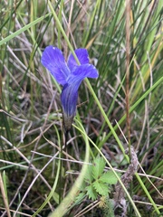 Gentianopsis thermalis
