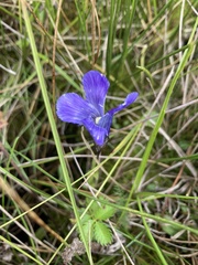 Gentianopsis thermalis