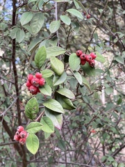 Cotoneaster pannosus