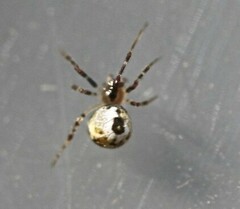 Cryptachaea veruculata