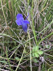 Gentianopsis thermalis