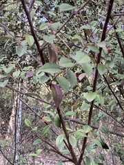 Cotoneaster pannosus