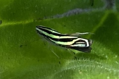 Sibovia sagata