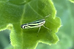 Sibovia sagata
