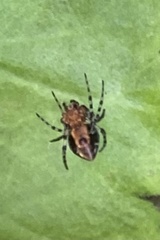 Alpaida gallardoi