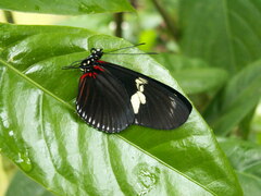Heliconius doris