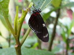 Heliconius doris