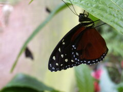 Heliconius doris