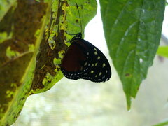 Heliconius doris
