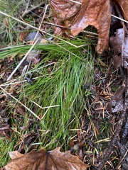 Festuca occidentalis