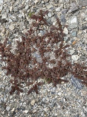 Acaena saccaticupula