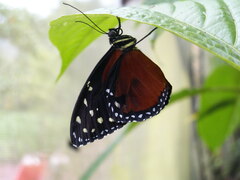 Heliconius doris