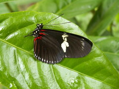 Heliconius doris