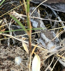 Wahlenbergia luteola