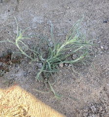 Johnstonella angustifolia