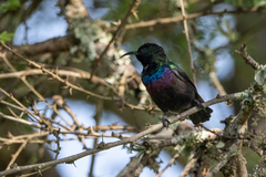 Cinnyris mariquensis