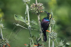 Cinnyris mariquensis