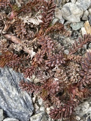 Acaena saccaticupula
