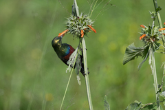 Cinnyris mariquensis