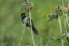 Cinnyris mariquensis