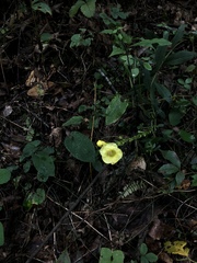 Aureolaria virginica