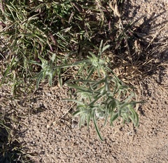 Johnstonella angustifolia