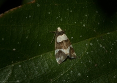 Thallarcha phalarota