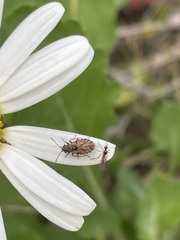 Nithecus jacobaeae