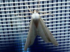 Lomographa bimaculata