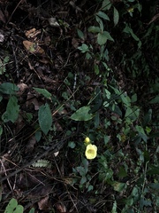 Aureolaria virginica