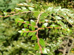 Nothofagus dombeyi