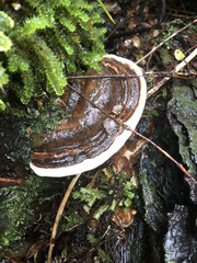 Fomitopsis hemitephra