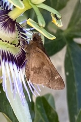 Cymaenes odilia