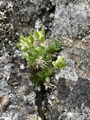 Draba norvegica