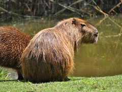 Hydrochoerus hydrochaeris