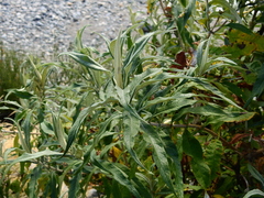 Buddleja globosa