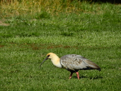Theristicus melanopis