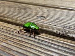 Anoplognathus smaragdinus