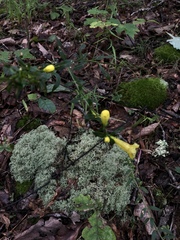 Aureolaria virginica